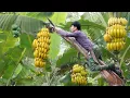 Download Lagu Bananen oogsten, papaja's verkopen de markt,eendjes kopen opvoeden in het bos.3 jaar in natuur leven