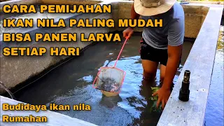 Download CARA PEMIJAHAN IKAN NILA PALING MUDAH - BISA MENGHASILKAN LARVA / BURAYAK SETIAP HARI MP3