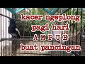 Download Lagu kacer ngeplong pagi hari ampuh buat pancingan kacer bahan