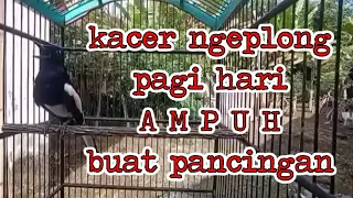 Download kacer ngeplong pagi hari ampuh buat pancingan kacer bahan MP3