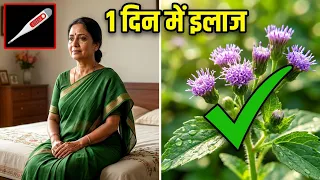 1 दिन में बुखार और कमजोरी खत्म! सहदेवी के चमत्कारिक फायदे Sahadevi Plant