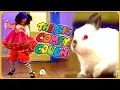 Loonette Teaches a Bunny to Dance The Big Comfy Couch Dance Academy
