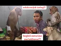 Download Lagu Beruk besar Bertaring bisa dilatih? inilah cara melatih Beruk yang suka membangkang!