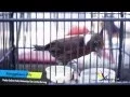 SUARA BURUNG - Cililin Habis Gacor Langsung MATI