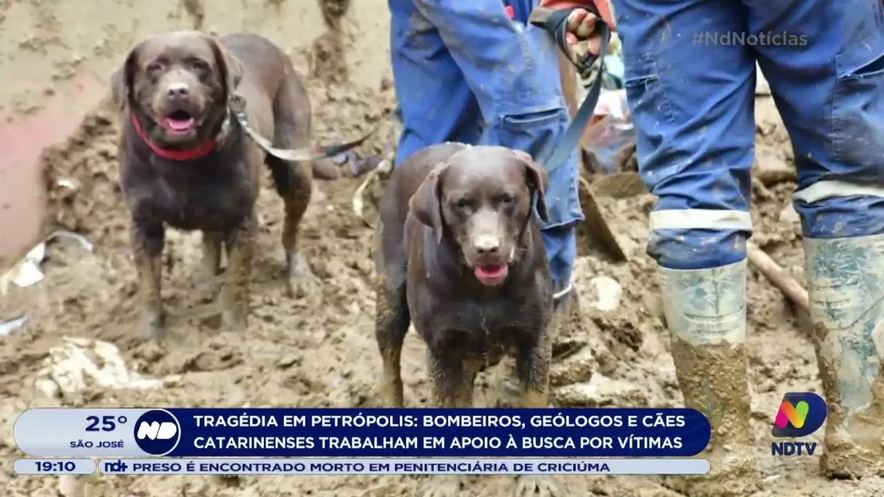 Bombebeiros, geólogos e cães catarinenses trabalham em Petrópolis