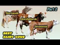 Normande Montbeliarde Simmental The 3 Best DUAL PURPOSE Breeds Milk Beef