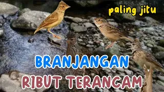 paling jitu anti zonk 100 suara pikat burung branjangan ribut terancam
