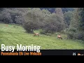 PA Elk Live Webcam - Busy Morning 26
