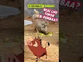 Download Lagu REAL LIFE TIMON \u0026 PUMBAA? You Gotta See This to Believe It!