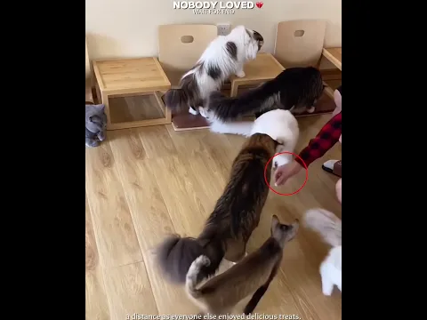 Nobody Loved This Cat 💔🥺 || #shorts #catlovers #petlovers #cute #emotional