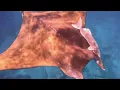 Chilean Devil Ray in St Helena