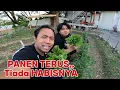 Download Lagu TANAMAN INI SELAIN MENYEHATKAN DAN PANEN TERUS TIADA HENTI