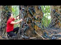 Lagu Harvesting Giant Primitive Scorpion \u0026 Go to Market Sell | Real Rescue Scorpion from Honeycomb