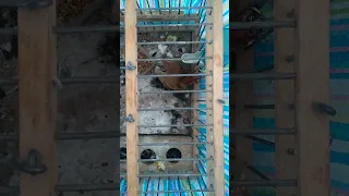 طائر العندليب اصيل اللهم بارك 