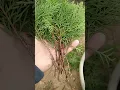 Download Lagu Thuja propagation # dhupi cutting #nature#gardening