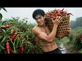 Download Lagu From Field to Fermentation - Handpicking Ripened Chili Peppers for Flavorful Homemade Zao La Jiao!