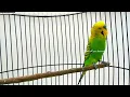 Download Lagu PARKIT GACOR ! Isian Cucak jenggot Lovebird Kenari Cucak Cungkok Full Tembak Beset Crecet / Budgies