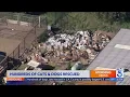 Owner speaks out as shelters seek help after historic L A rescue