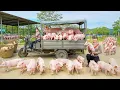 Download Lagu Buy 50 Piglets From Farmers, Use Truck Transport Piglet Go To Market Sell | New Free Bushcraft