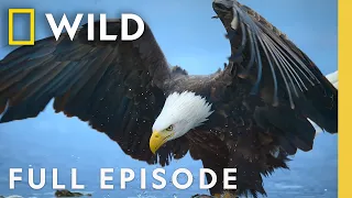 Following Alaska's Waterways (Full Episode) | Incredible Animal Journeys | Nat Geo Animals