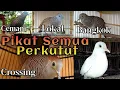 Download Lagu Suara Perkutut CAMPURAN untuk pancingan SEMUA JENIS PERKUTUT