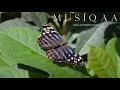Dean and Dudley Evenson ⋄ Meditation Moods ⋄ Soothing ⋄ Healing ⋄ Yoga ⋄ Peace ⋄ Tranquillity