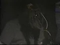 Cat Power - Metal Heart (live)