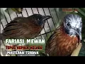Download Lagu Kicau Burung Tepus Kepala Kelabu Gacor, Siulan Paling Banyak Di Cari Para Kicau Mania