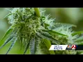 Download Lagu Florida Amendment 3: Can you grow your own marijuana plants?