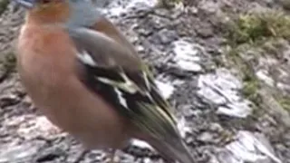 صوت طائر الحسون الظالم الشرشور الجميل 