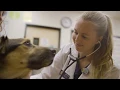 Banfield s Quality Journey