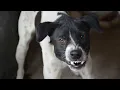 Anjing! Itulah Suara Alarm Satu Ini, Suara Anjing Menggonggong
