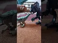 Lagu indoraptor x Blue parte 3