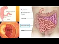 Sphincters of the GI Tract