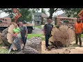 Taylor s Tree Service in Tiskilwa IL