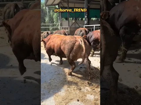 😱WOOOW!!! Bunaqangi chiroyli buqalarni boqqanga rahmat!!! 👍👍👍 #belgiyskiy #simmental #limuzin