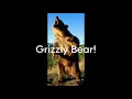 The Preacher and the Bear
