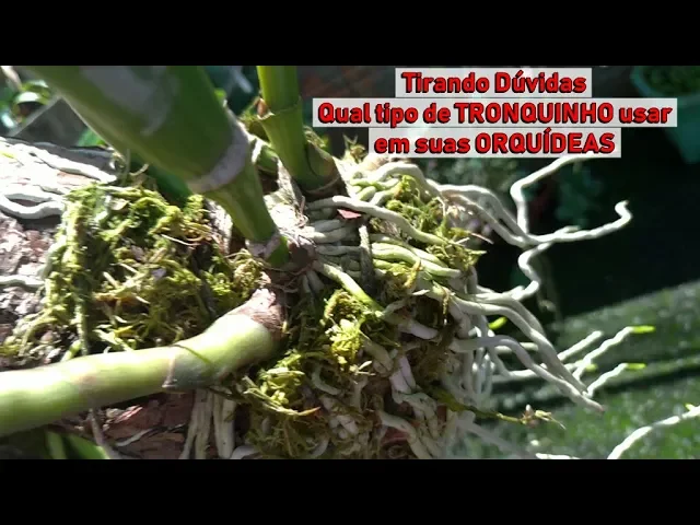 DICAS DONA MARIA TIRANDO DÚVIDAS QUAL TIPO DE TRONQUINHO USAR EM SUAS ORQUÍDEAS