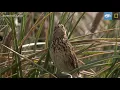 Download Lagu South Georgia Pipit | Year of the Bird | Lindblad Expeditions-National Geographic