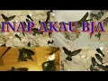 Download Lagu INAP AKAU BJA. Link Download Cek Deskripsi