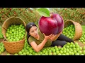 Download Lagu Harvesting a giant plum garden and bring them to the market to sell, taking care of newborn piglet