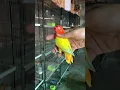 Lovebird lutino opaline #lovebirds #parrot #bird #pakistan #fischer