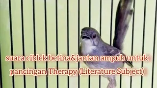 Download suara HKAS ciblek betina\u0026jantan untuk pancingan ciblek betina memanggil jantan Therapy MP3