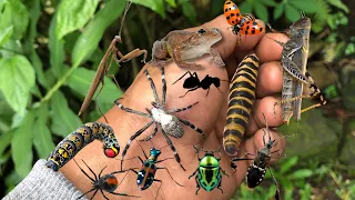 Download found lots of beautiful little insects‼️caught weaver spiders,caterpillars and many other animals MP3