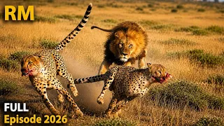 Land of Survival | Life, Predators and Migration in the Serengeti #WildSavannah #Predators