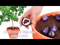 Download Lagu Chocolate Tree and sweet Figs!
