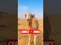 Download Lagu RUKUM MAIKOT NEW NEPALI SONG CAMELS DANCING