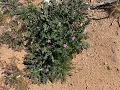 0 Meridian Road Lucerne Valley CA 92356 - Land
