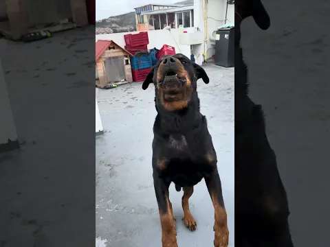 PORQUE LA GENTE TIENE TANTO MIEDO DE ESTA RAZA ? 🐶☠️