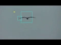 How to Build a Real-Time Bird Detection System with OpenCV